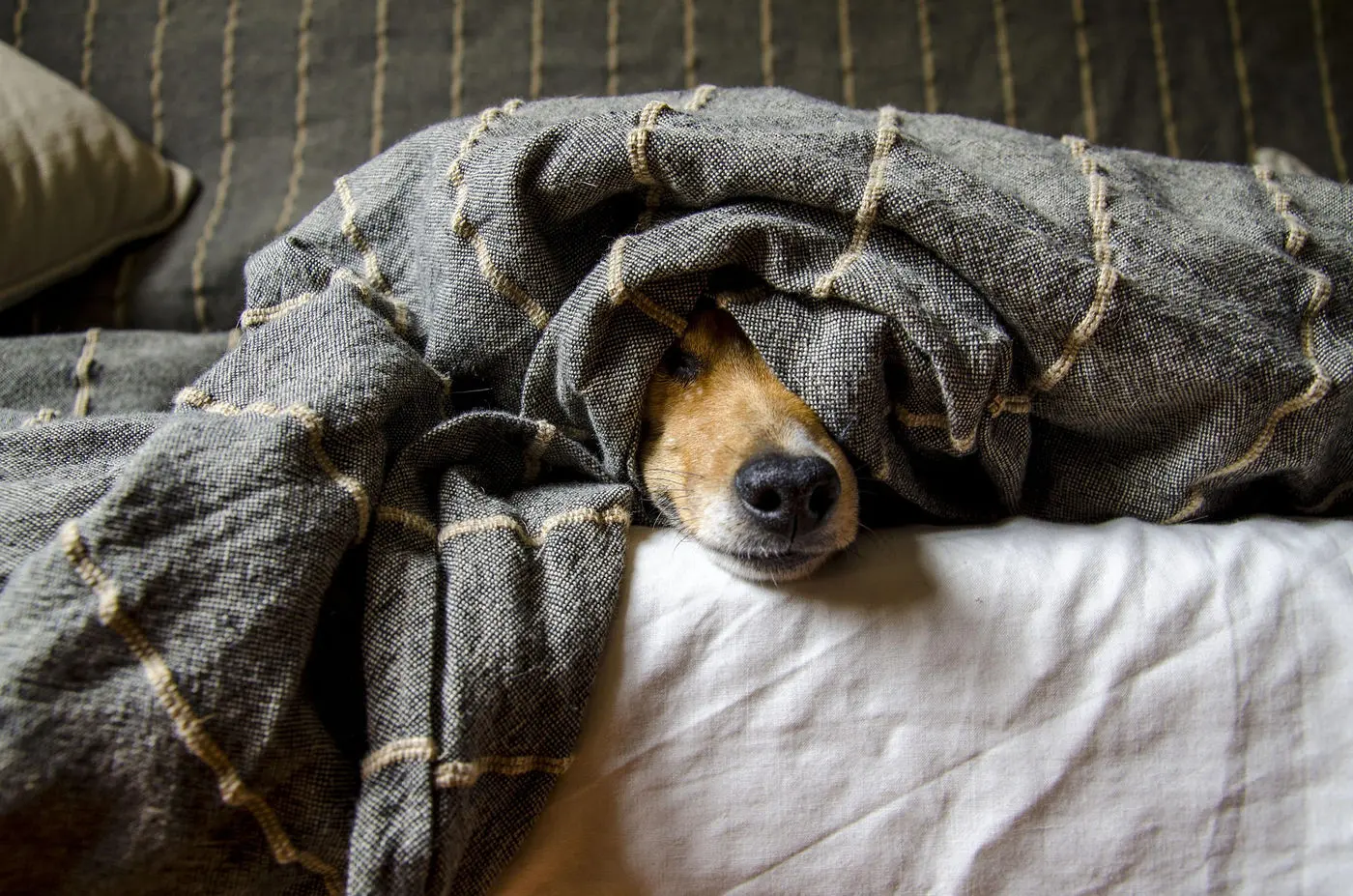 Pet Owners in Cork: Why You Need Regular Deep Cleaning