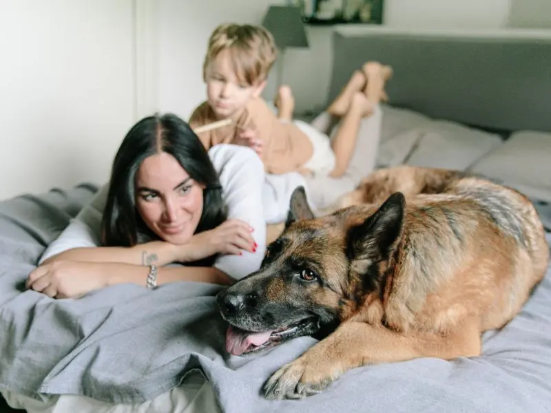Do's and Don'ts for a Pet-Friendly Clean Home | Effective Cleaning